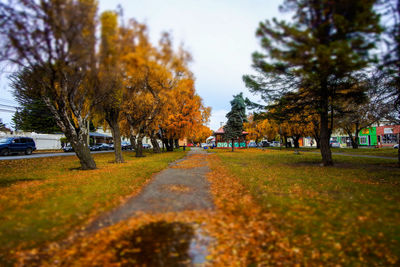 Footpath amidst trees in park during autumn