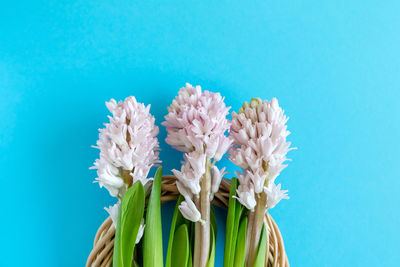 Close-up of white flowers in vase against blue background