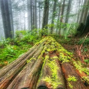 Close-up of tree trunk in forest