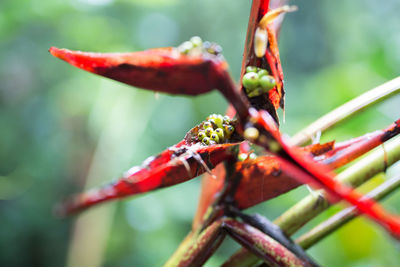 Close-up of insect on plant