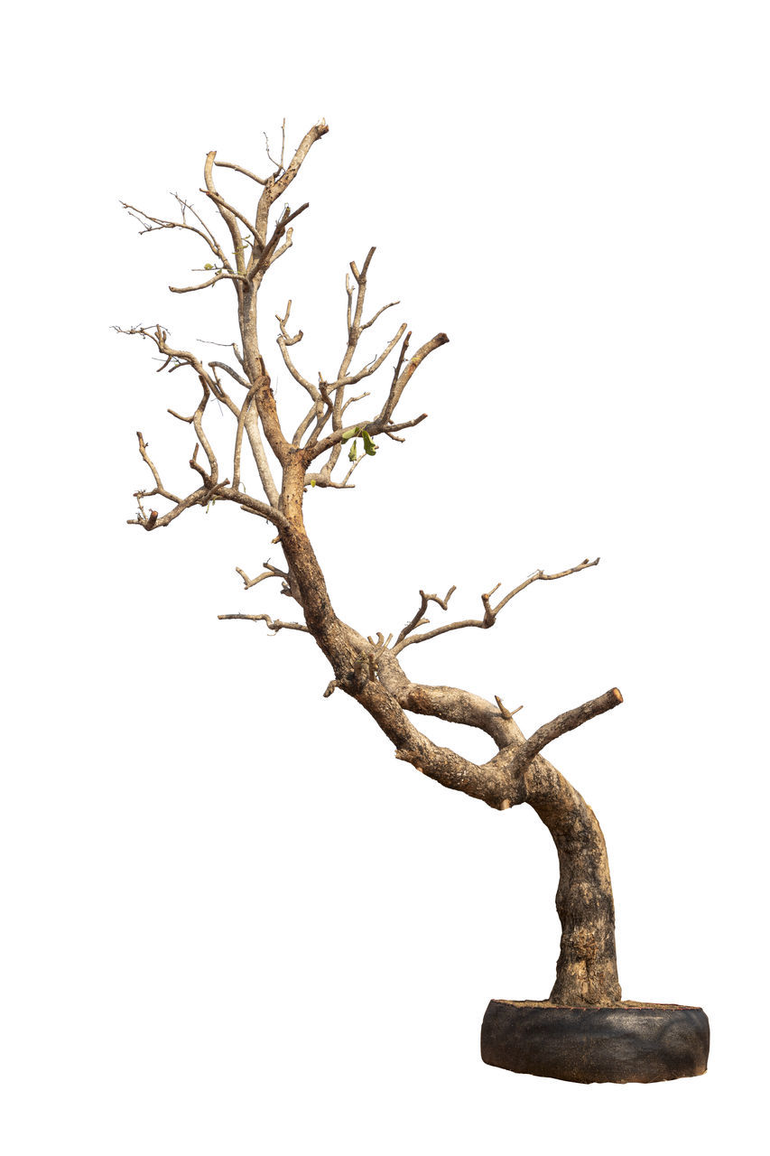 CLOSE-UP OF BARE TREE AGAINST WHITE BACKGROUND