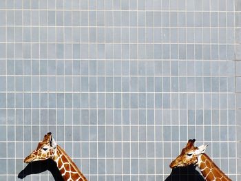Giraffe head against tiled wall