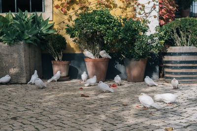 View of birds by the street