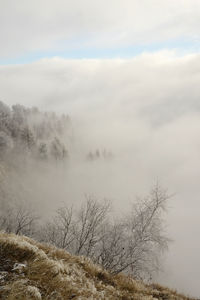 Scenic view of tree during winter against sky