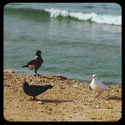 Bird in water