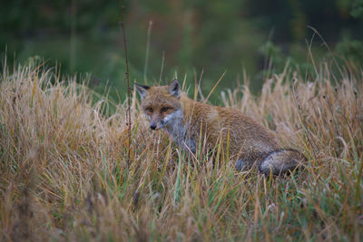 Squirrel on field