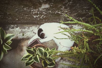 High angle view of potted plant against wall