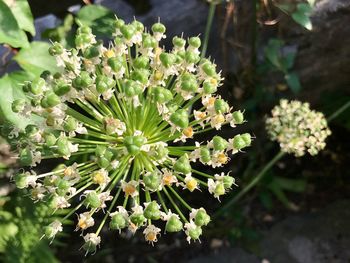 Close-up of flowers blooming outdoors