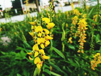 Close-up of yellow flowering plant