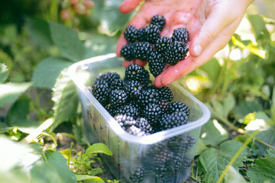 Cropped hands spilling blackberries in box