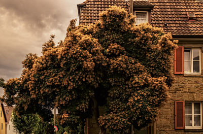 Low angle view of tree by building against sky