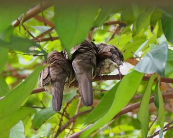 Close-up of bird perching on leaf