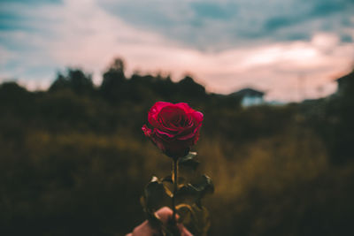 Close-up of rose against blurred background