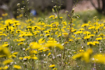 Close-up of yellow flowering plants on field