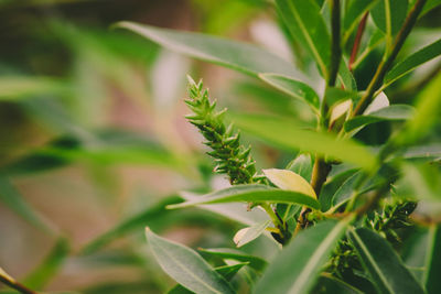 Close-up of plant growing on field