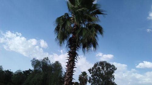 Low angle view of coconut palm trees against blue sky