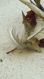 Lizard on beach