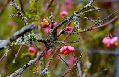 Close-up of berries on tree