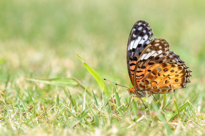 Close-up of butterfly on grassy field