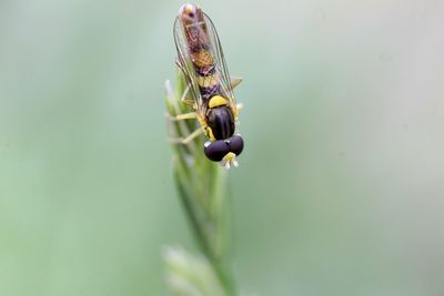 Close-up of insect on plant