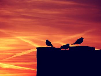 Low angle view of silhouette bird perching on pole against sky