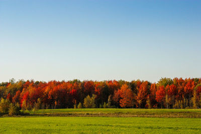 Scenic view of field against clear sky during autumn