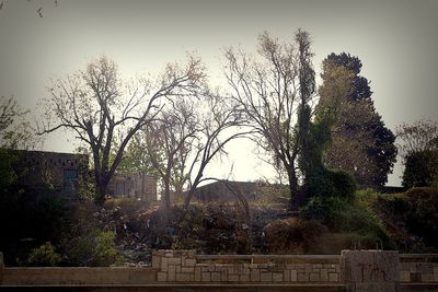 Bare trees against sky