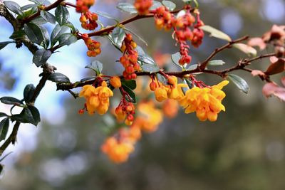 Low angle view of orange flowering tree