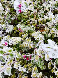 Full frame shot of flowers