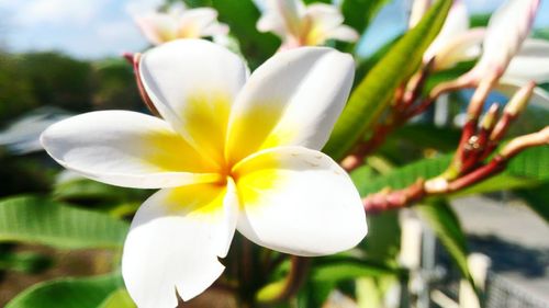 Close-up of frangipani blooming outdoors