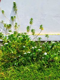 High angle view of flowering plants by wall