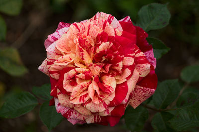 Close-up of pink rose