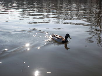 Swan swimming on lake