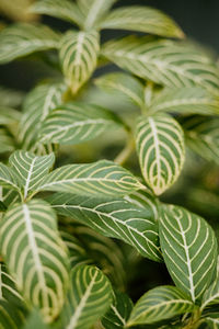 Full frame shot of green leaves