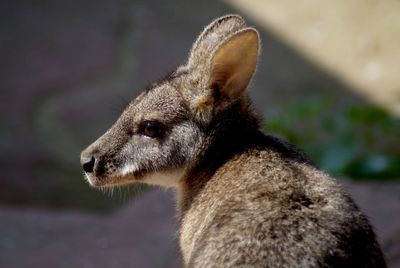 Close-up of an kangaroo looking away