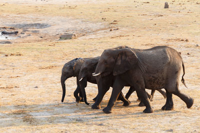 Side view of elephant walking