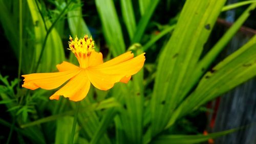 Close-up of yellow flower blooming outdoors