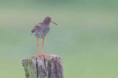 Close-up of redshank perching on wooden post