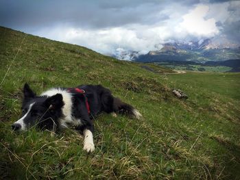 Dog on field against sky