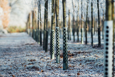 Close-up of saplings wrapped in metal