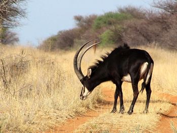 Side view of antelope on dirt road