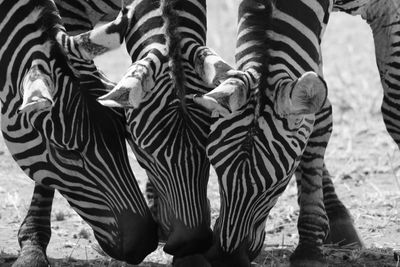 Close-up of zebra on field