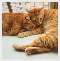 Close-up of ginger cat relaxing on floor