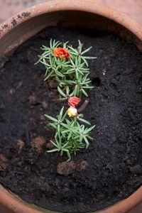 High angle view of potted plant