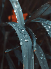 Close-up of raindrops on leaf