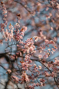 Close-up of pink cherry blossom tree