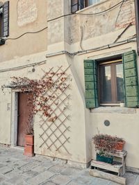 Potted plant on wall of building