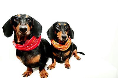 Portrait of dog over white background