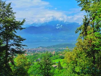 Scenic view of forest against sky