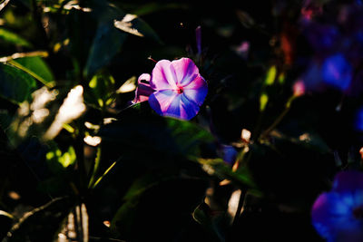 Close-up of purple flower